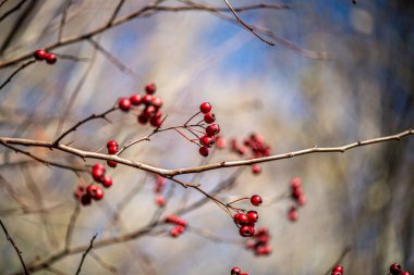İnce bir dal üzerinde asılı tek bir kırmızı böğürtlen ayrıntılı makro fotoğraf, yumuşak bulanık bir arka plan ile onun doğal rengi ve dokusu vurgulanıyor.