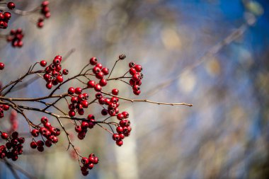 İnce bir dal üzerinde asılı tek bir kırmızı böğürtlen ayrıntılı makro fotoğraf, yumuşak bulanık bir arka plan ile onun doğal rengi ve dokusu vurgulanıyor.