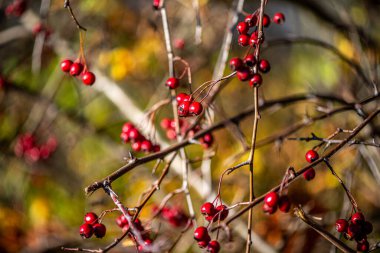 İnce bir dal üzerinde asılı tek bir kırmızı böğürtlen ayrıntılı makro fotoğraf, yumuşak bulanık bir arka plan ile onun doğal rengi ve dokusu vurgulanıyor.