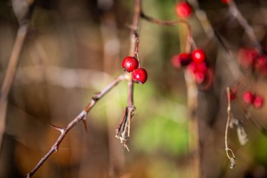 İnce bir dal üzerinde asılı tek bir kırmızı böğürtlen ayrıntılı makro fotoğraf, yumuşak bulanık bir arka plan ile onun doğal rengi ve dokusu vurgulanıyor.