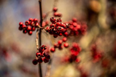 İnce bir dal üzerinde asılı tek bir kırmızı böğürtlen ayrıntılı makro fotoğraf, yumuşak bulanık bir arka plan ile onun doğal rengi ve dokusu vurgulanıyor.
