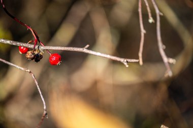 İnce bir dal üzerinde asılı tek bir kırmızı böğürtlen ayrıntılı makro fotoğraf, yumuşak bulanık bir arka plan ile onun doğal rengi ve dokusu vurgulanıyor.