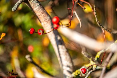 İnce bir dal üzerinde asılı tek bir kırmızı böğürtlen ayrıntılı makro fotoğraf, yumuşak bulanık bir arka plan ile onun doğal rengi ve dokusu vurgulanıyor.