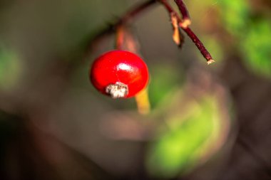 İnce bir dal üzerinde asılı tek bir kırmızı böğürtlen ayrıntılı makro fotoğraf, yumuşak bulanık bir arka plan ile onun doğal rengi ve dokusu vurgulanıyor.