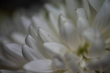 Zarif yapraklarını, desenli polenlerini ve zarif erkeklik organlarını ortaya çıkaran bir zambak görüntüsü Sevgililer Günü temaları için mükemmel romantik ve canlı bir arkaplan yaratıyor.