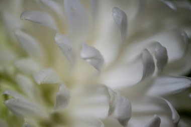 Zarif yapraklarını, desenli polenlerini ve zarif erkeklik organlarını ortaya çıkaran bir zambak görüntüsü Sevgililer Günü temaları için mükemmel romantik ve canlı bir arkaplan yaratıyor.