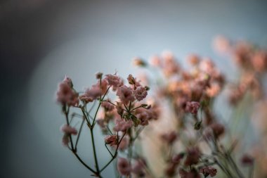 Zarif yapraklarını, desenli polenlerini ve zarif erkeklik organlarını ortaya çıkaran bir zambak görüntüsü Sevgililer Günü temaları için mükemmel romantik ve canlı bir arkaplan yaratıyor.