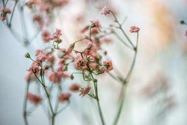Zarif yapraklarını, desenli polenlerini ve zarif erkeklik organlarını ortaya çıkaran bir zambak görüntüsü Sevgililer Günü temaları için mükemmel romantik ve canlı bir arkaplan yaratıyor.