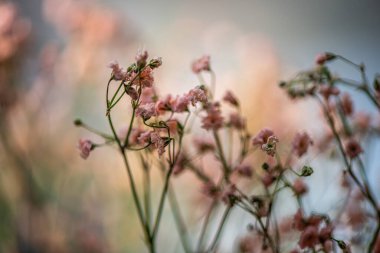 Zarif yapraklarını, desenli polenlerini ve zarif erkeklik organlarını ortaya çıkaran bir zambak görüntüsü Sevgililer Günü temaları için mükemmel romantik ve canlı bir arkaplan yaratıyor.