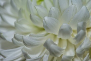 Zarif yapraklarını, desenli polenlerini ve zarif erkeklik organlarını ortaya çıkaran bir zambak görüntüsü Sevgililer Günü temaları için mükemmel romantik ve canlı bir arkaplan yaratıyor.