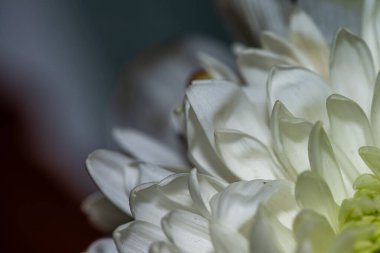 Zarif yapraklarını, desenli polenlerini ve zarif erkeklik organlarını ortaya çıkaran bir zambak görüntüsü Sevgililer Günü temaları için mükemmel romantik ve canlı bir arkaplan yaratıyor.