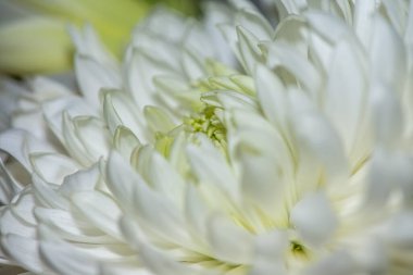 Zarif yapraklarını, desenli polenlerini ve zarif erkeklik organlarını ortaya çıkaran bir zambak görüntüsü Sevgililer Günü temaları için mükemmel romantik ve canlı bir arkaplan yaratıyor.