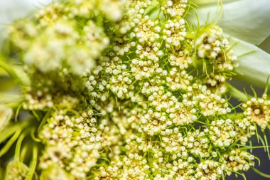 Zarif yapraklarını, desenli polenlerini ve zarif erkeklik organlarını ortaya çıkaran bir zambak görüntüsü Sevgililer Günü temaları için mükemmel romantik ve canlı bir arkaplan yaratıyor.