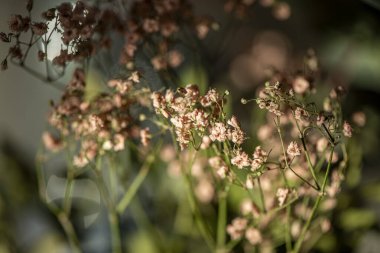 Doğal güneş ışığıyla çekilen bahar çiçeklerinin detaylı makro fotoğrafları hassas taç yaprakları, dokular ve canlı renkleri vurguluyor..