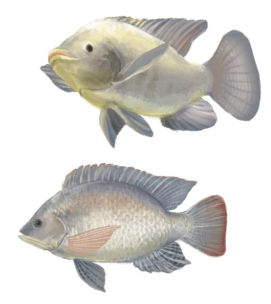 tatlı su balık tilapia