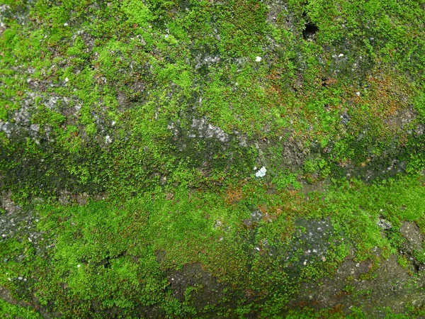 moss ile çimento duvar