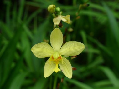 Beyaz çiçek yaklaş.