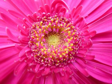 Sarı çiçek. Yaklaş.