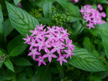 Sarı çiçek. Yaklaş.