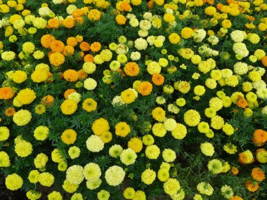 Sarı çiçek. Yaklaş.