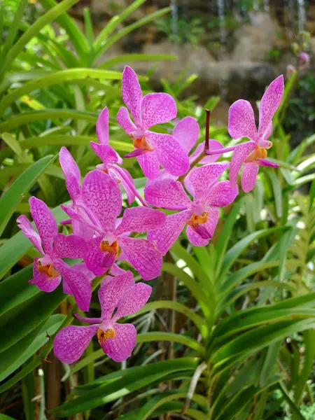 Фиолетовые орхидеи закрываются — стоковое фото