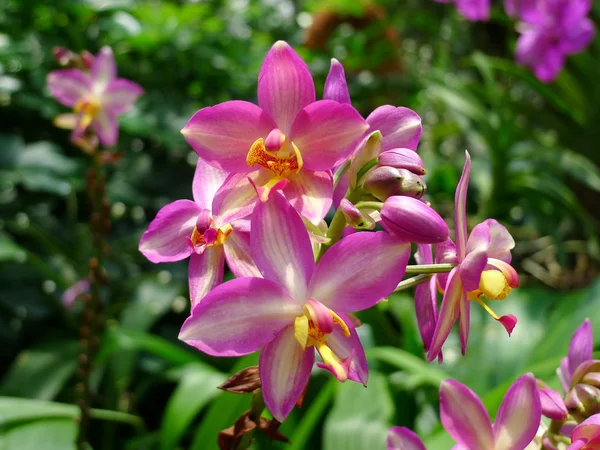 Detailní záběr orchideje — Stock fotografie