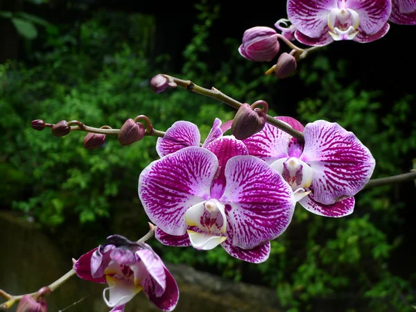 Close up  orchids — Stock Photo, Image
