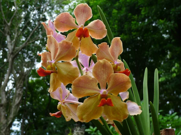 Nahaufnahme Orchideen — Stockfoto