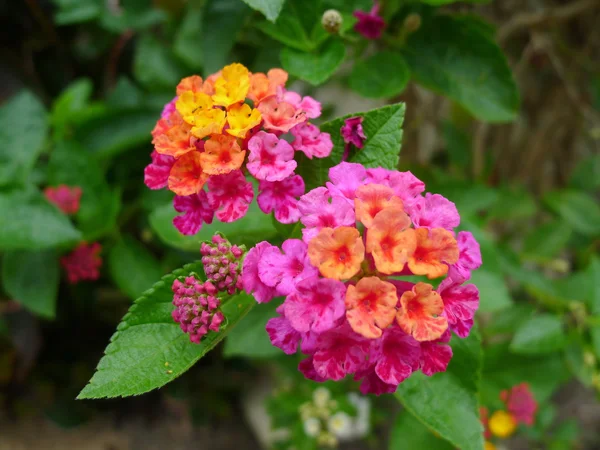 Rosa blomma närbild — Stockfoto