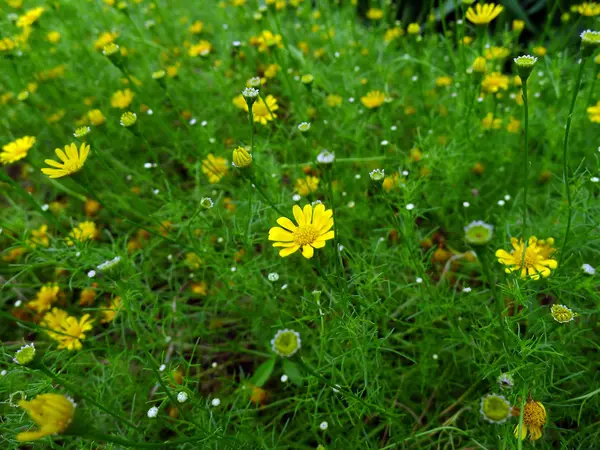 가까이 있는 노란 꽃 — 스톡 사진