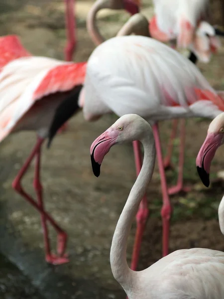 Flamingo Bingo boca roja — Foto de Stock