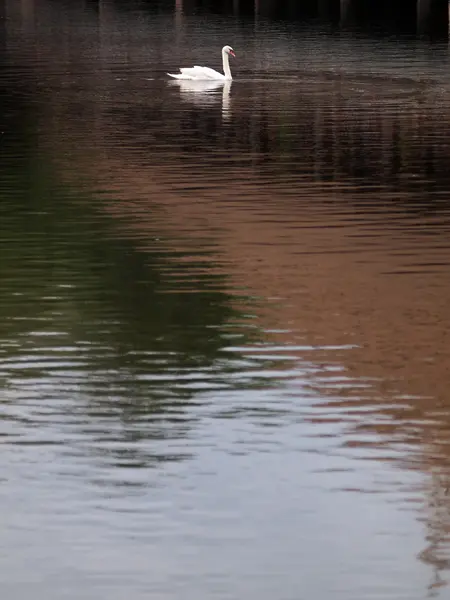 Cygne blanc nager — Photo