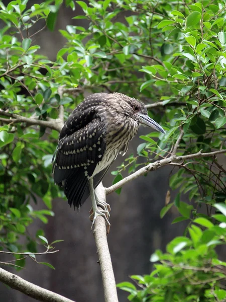 Black Bird  on branches