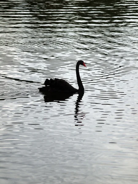 Schwarzer Schwan schwimmt — Stockfoto