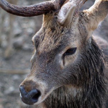 Tropikal ormanda geyik