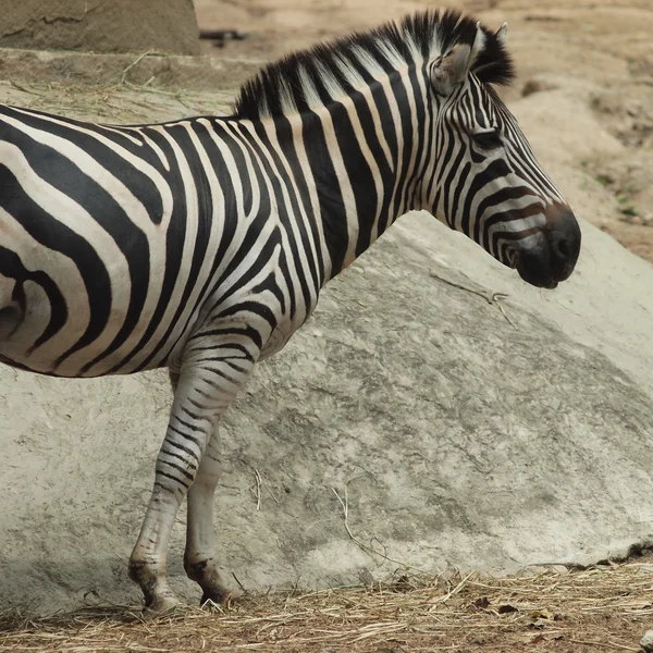Een zebra dierentuin Stockfoto