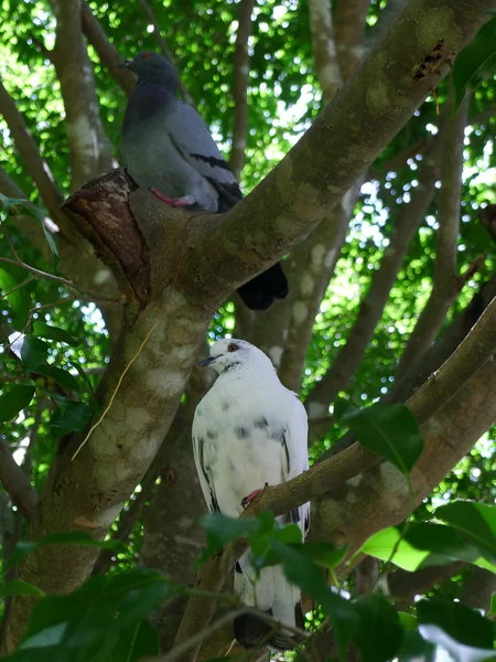 Pigeon perched on a tree — Stock Photo, Image