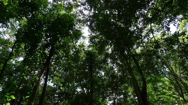 Pohon-pohon di hutan — Stok Foto