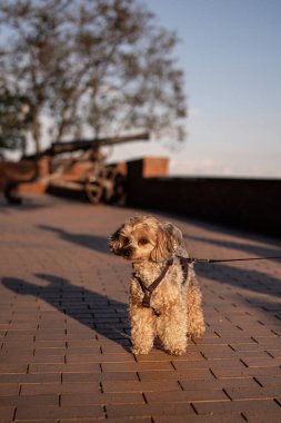 Sıcak bir yaz akşamı yeşil çimlerde yürüyen kıvırcık tüylü şirin bir köpek. Güneş ışığı altın bir parıltı yaratır, sıcak ve mutlu bir hava katar. Evcil hayvan teması, açık hava yaşam tarzı ve eğlence anları için mükemmel..