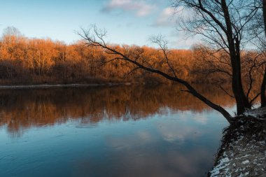 Huzurlu sonbahar manzarası sakin bir nehir altın ağaçları ve yumuşak mavi bir gökyüzünü yansıtıyor. Yapraksız bir ağaç soğuk nehir kıyısından suya doğru eğilir ve bileşime derinlik ve dinginlik ekler..
