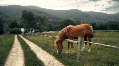 Bir dağ köyünde, kırsal bir toprak yol boyunca tahta bir çitin yanında duran bir at. Yeşil tarlalar, ağaçlar ve orman tepeleri huzurlu bir kırsal atmosfer yaratıyor. Görüntü kırsal yaşamı, çiftçiliği, doğayı ve geleneksel köy manzarasını temsil ediyor..