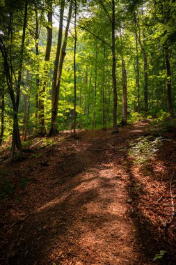Ağaçların arasından süzülen güneş ışığıyla yemyeşil bir ormanlık alanda dolanan dar orman yolu. Huzurlu doğal manzara yolculuğu, keşfi, farkındalığı ve doğayla bağlantıyı sembolize eder..
