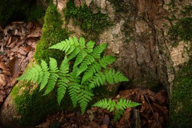 Yosun kaplı kökleri olan eski bir ağacın dibinde, orman zemininde yetişen yemyeşil eğreltiotu. Düşen yapraklarla, zengin dokularla ve yumuşak ışıkla doğal orman manzarası..