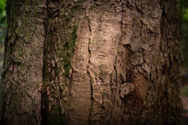 Yeşil yosunlarla kaplı ağaç kabuğunun doğal orman ortamındaki yakın görüntüsü. Ayrıntılı organik doku kaba ahşap yüzey, çatlaklar ve doğal desenler gösteriyor..