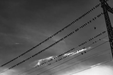 Kuşların elektrik hatları üzerinde oturduğu siyah beyaz bir fotoğraf bulutlu ve ışık kıran dramatik bir gökyüzüne karşı. Minimalist bileşim, güçlü köşegenler ve negatif uzay soyut ve sembolik bir atmosfer yaratır..