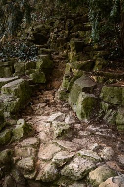 Yumuşak doğal ışık altında yosunlu taşlar ve orman bitkileriyle çevrili kayalık kuru bir şelale. Yeryüzü tonları ve engebeli yüzeyli, jeoloji, doğa ve park manzarası kavramları için uygun desenli dış mekan sahnesi..