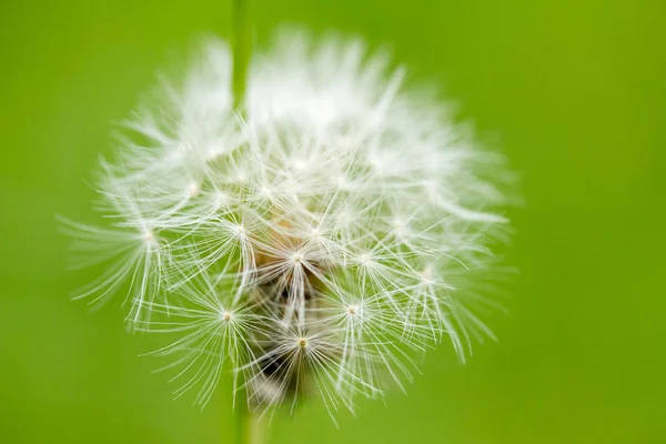 Dandelion flower macro — Stock Photo, Image