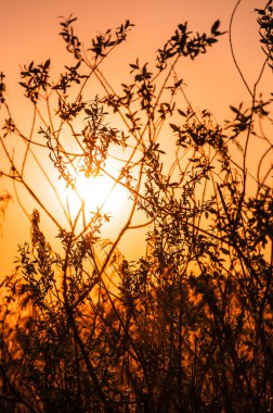 Dalları sayesinde güneş ışınlarının 