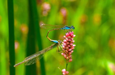 Yeşil yapraklı yusufçuk.