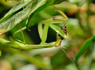Yeşil bir yaprağın üzerindeki peygamber devesinin yakın çekimi.